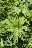 Geranium pratense