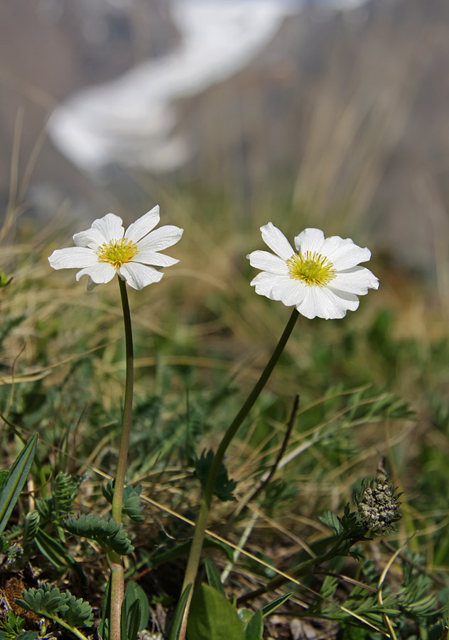 Image of Callianthemum sajanense specimen.