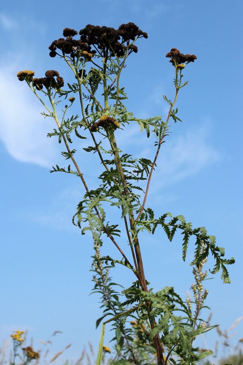 Image of Tanacetum vulgare specimen.