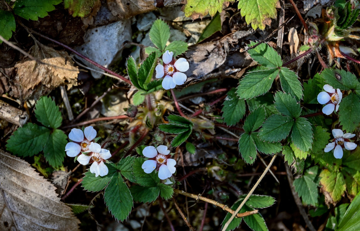 Изображение особи Potentilla micrantha.