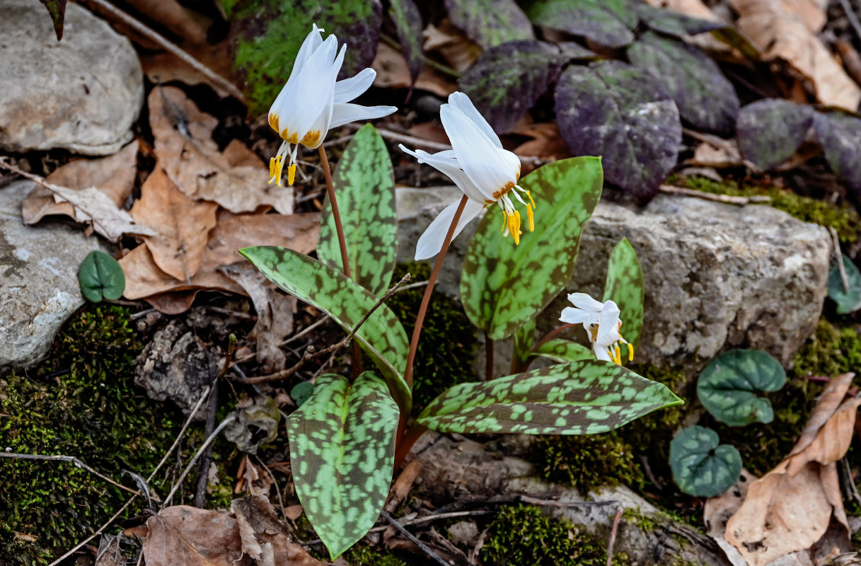 Изображение особи Erythronium caucasicum.