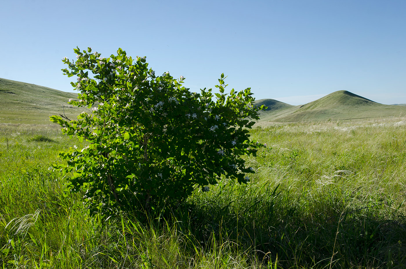 Изображение особи Lonicera tatarica.