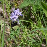 genus Veronica