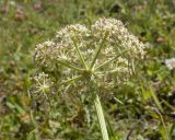 Carum caucasicum