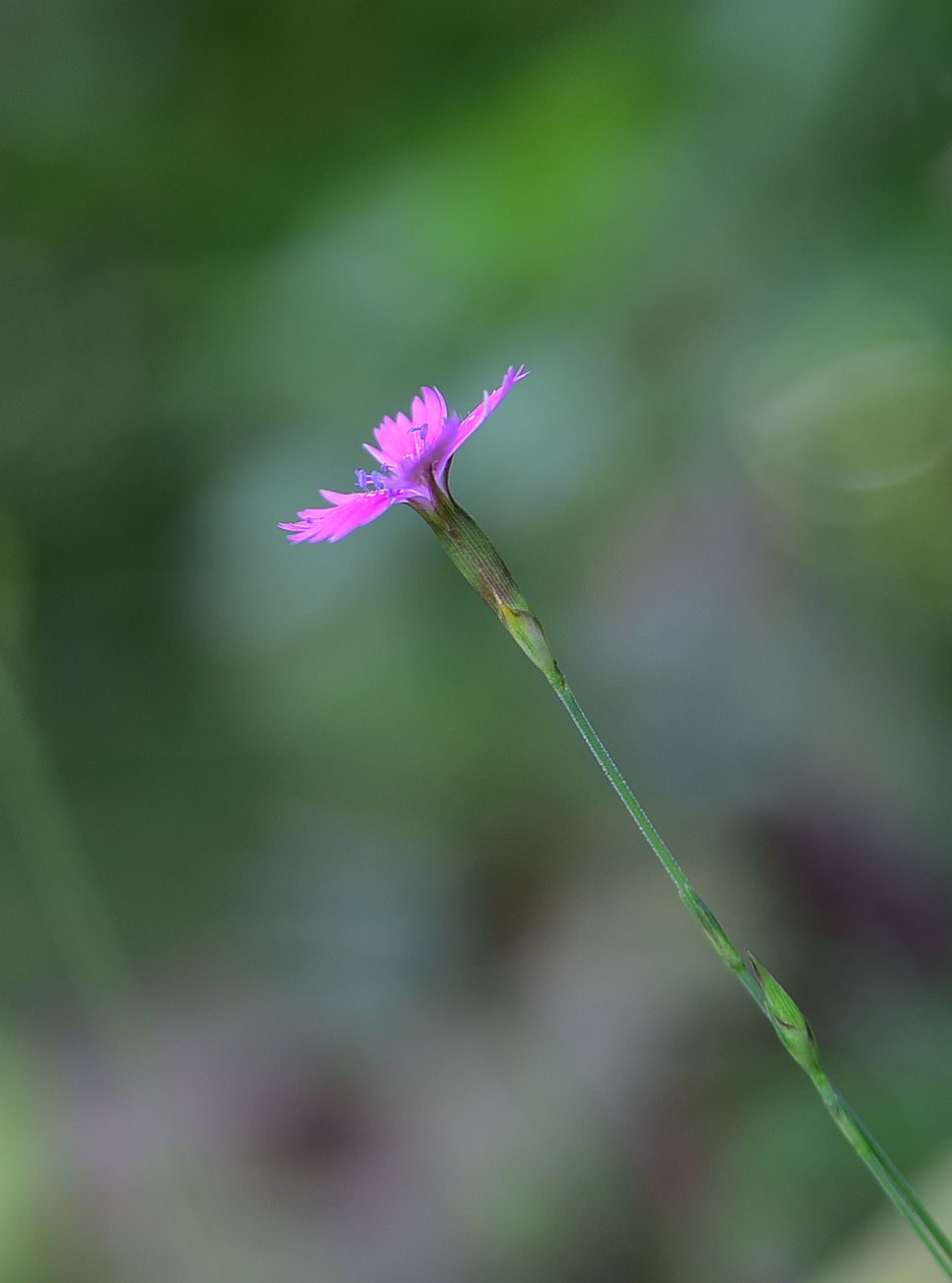 Изображение особи род Dianthus.