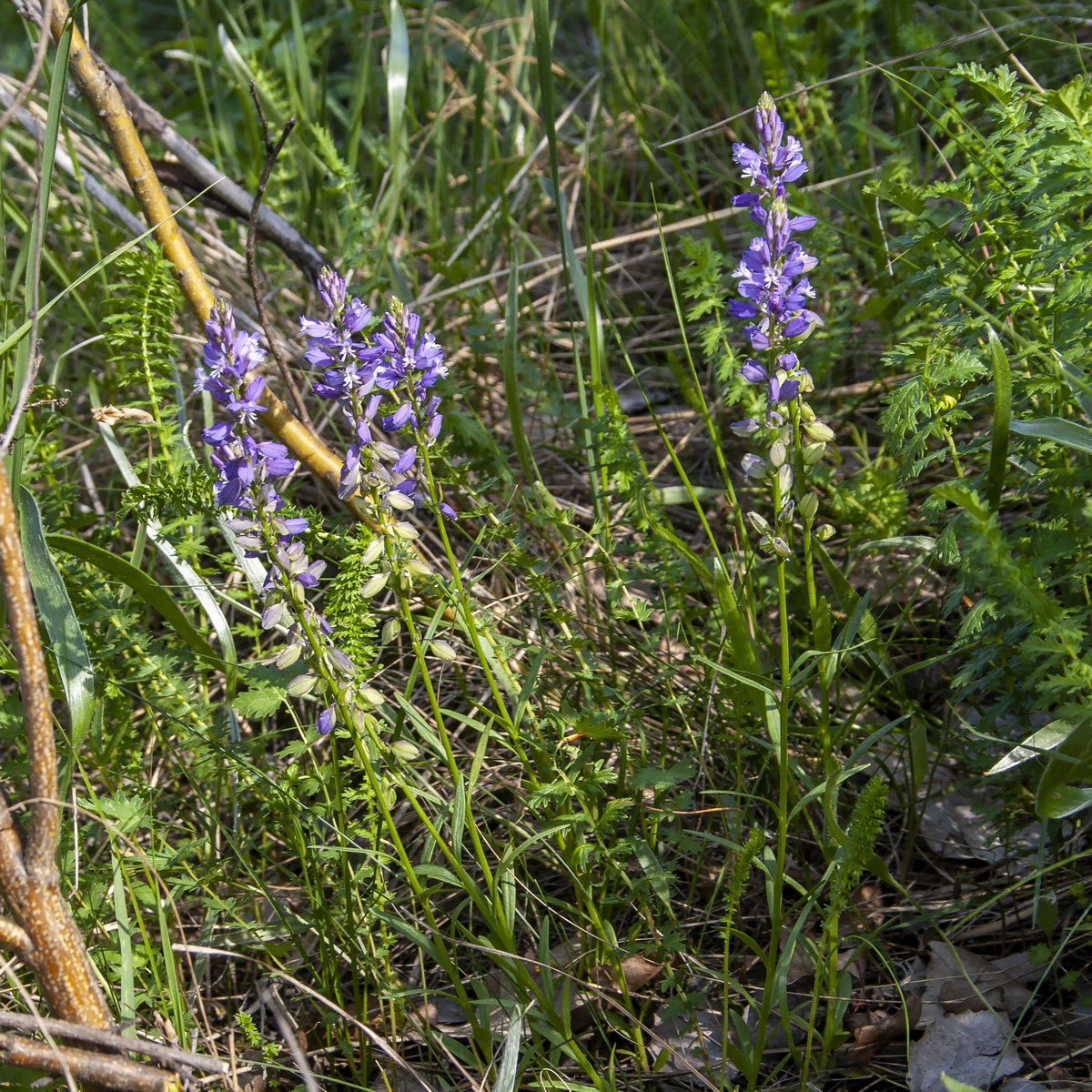 Image of Polygala comosa specimen.