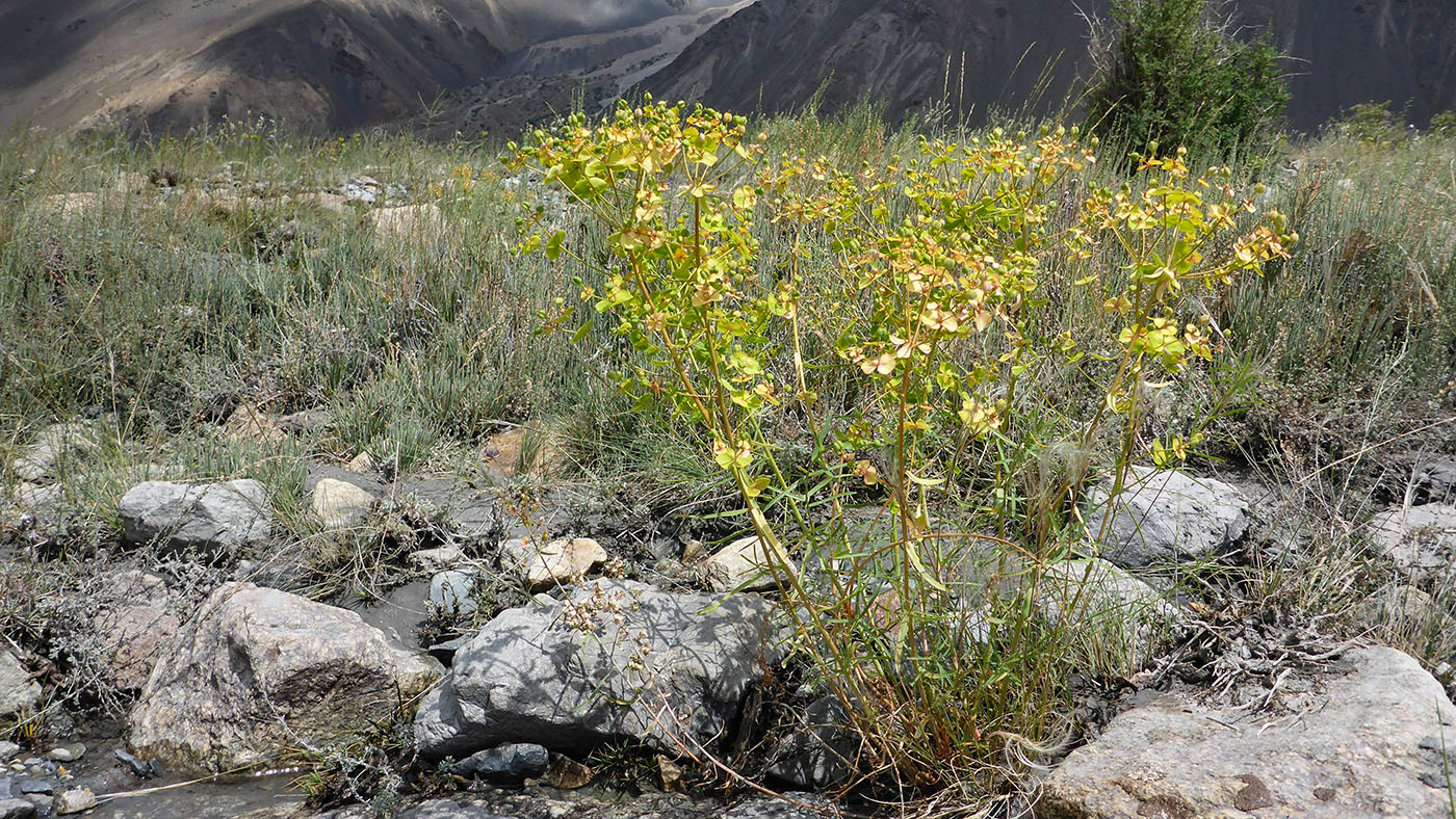 Image of Euphorbia jaxartica specimen.