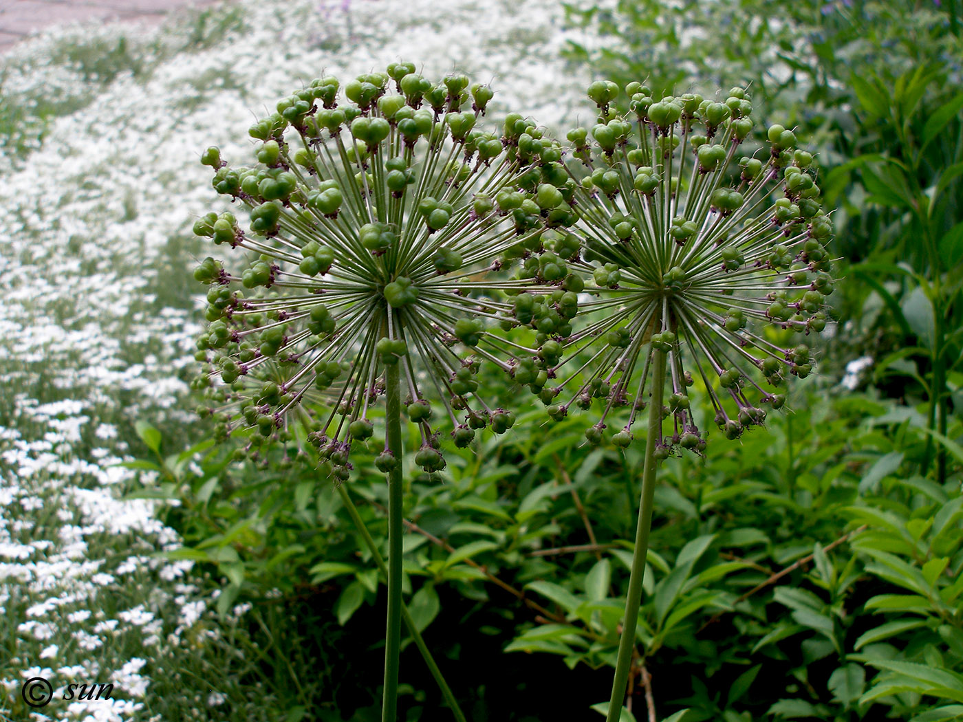 Изображение особи Allium altissimum.