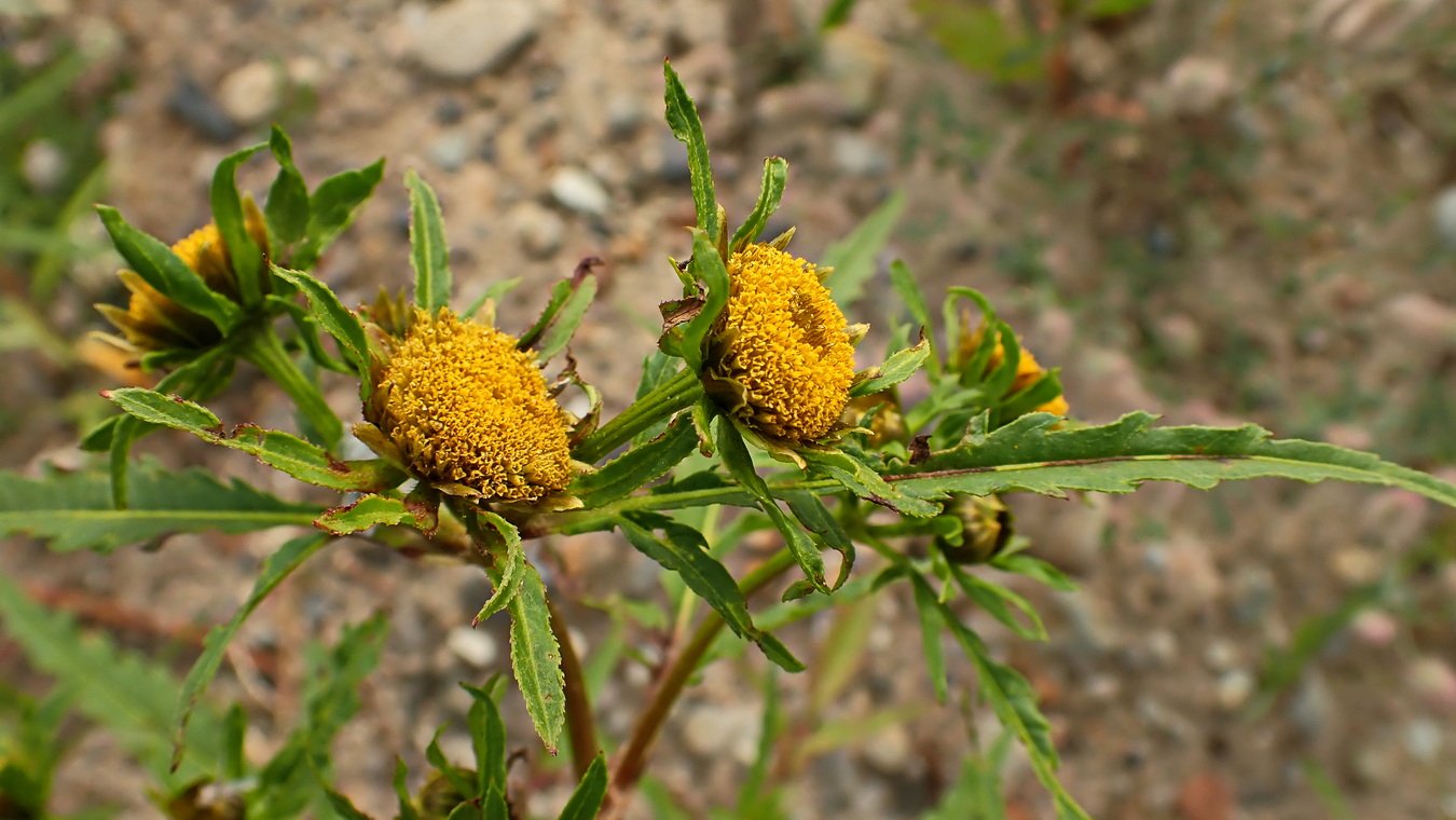 Image of Bidens maximowicziana specimen.