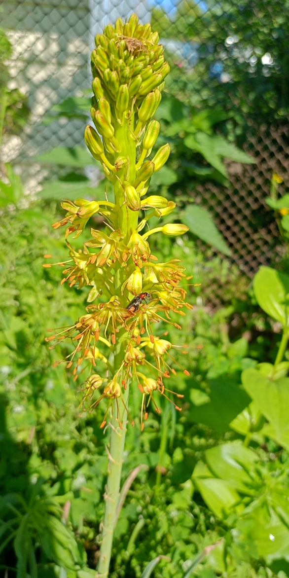 Изображение особи Eremurus fuscus.