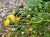 Sonchus arvensis ssp. uliginosus