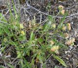 Изображение особи. Автор - Григорий Токарев