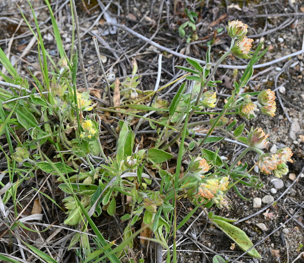 Изображение особи Anthyllis vulneraria.