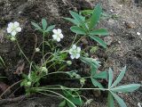 Potentilla alba