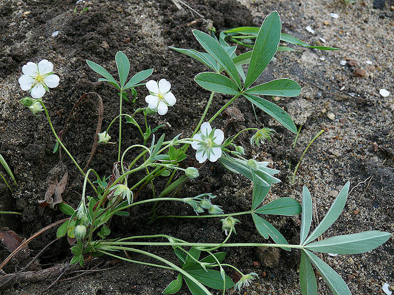 Image of Potentilla alba specimen.