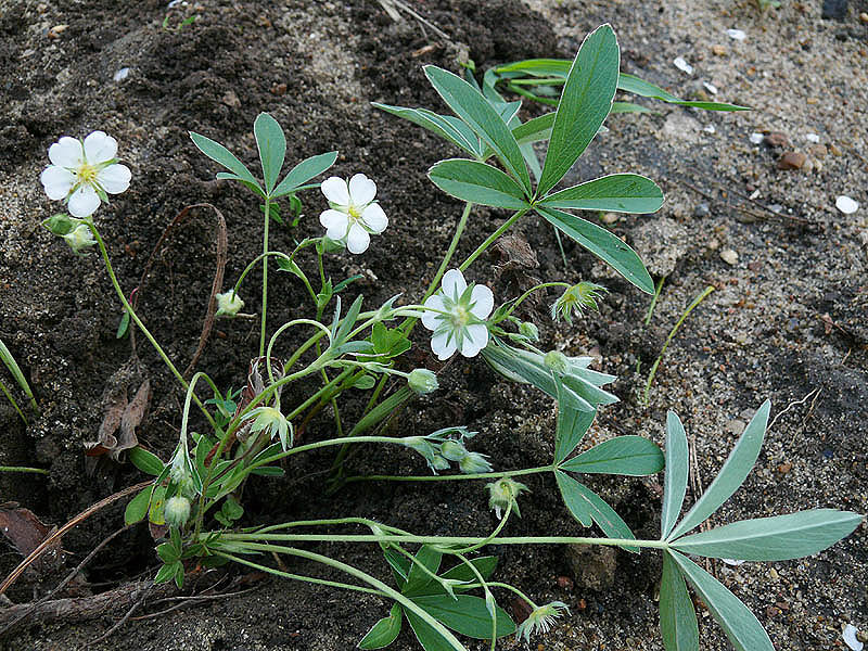 Изображение особи Potentilla alba.