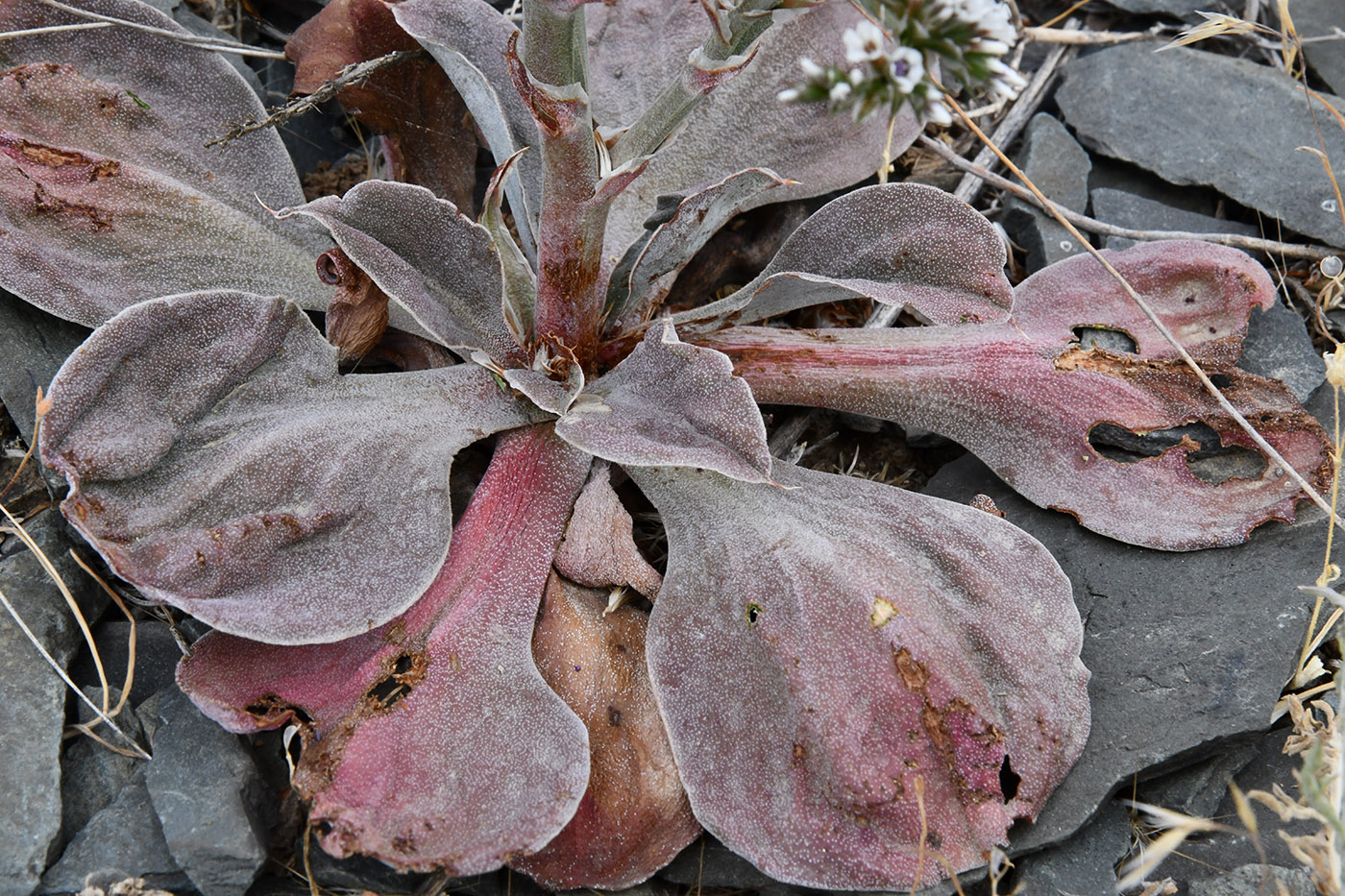 Изображение особи Goniolimon cuspidatum.