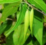 Vincetoxicum hirundinaria. Плодоносящий побег. Ставропольский край, Кисловодск, \"Замок коварства и любви\", дол. р. Аликоновка, травянистые заросли под скалой. Июль 2025 г.