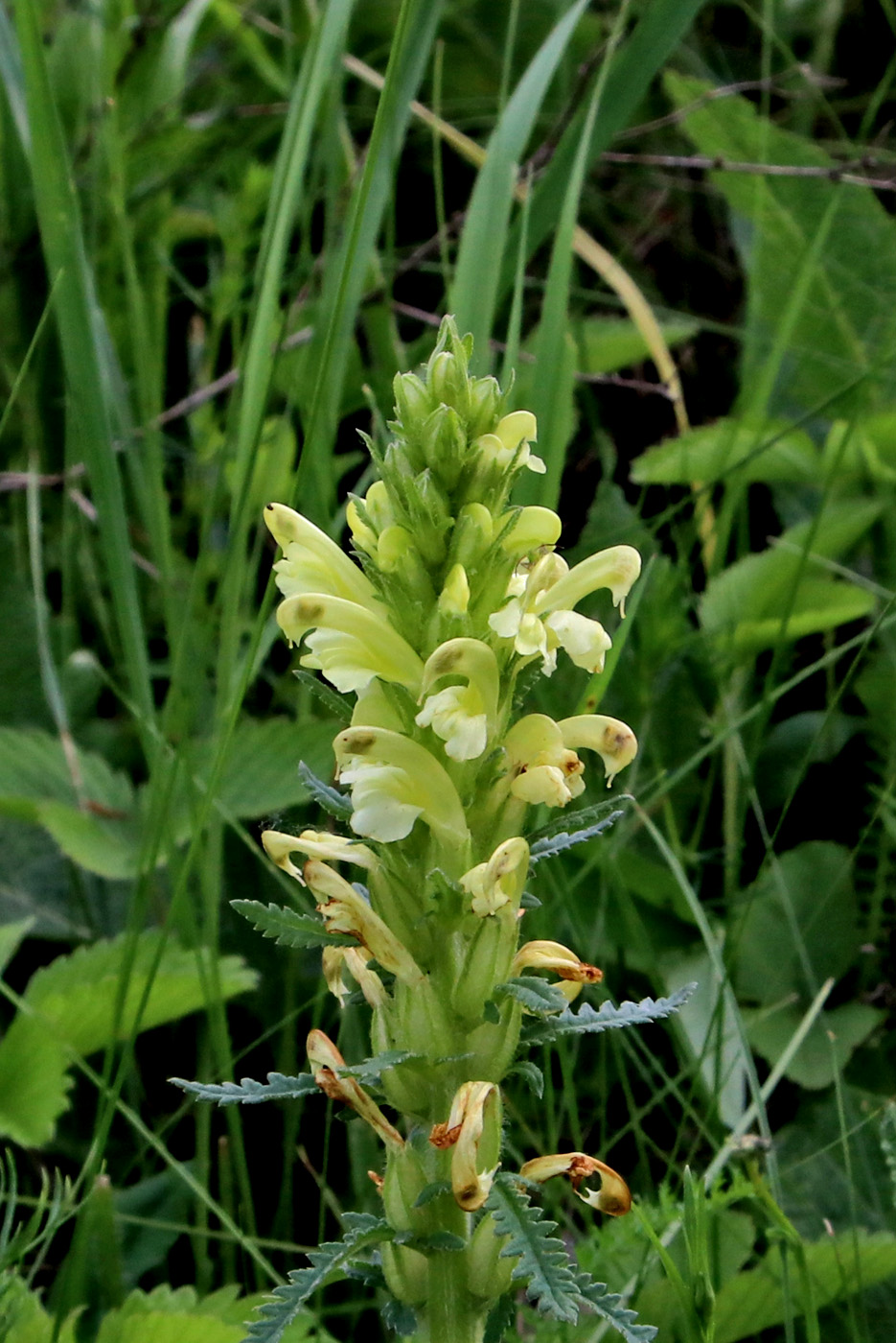 Image of Pedicularis kaufmannii specimen.