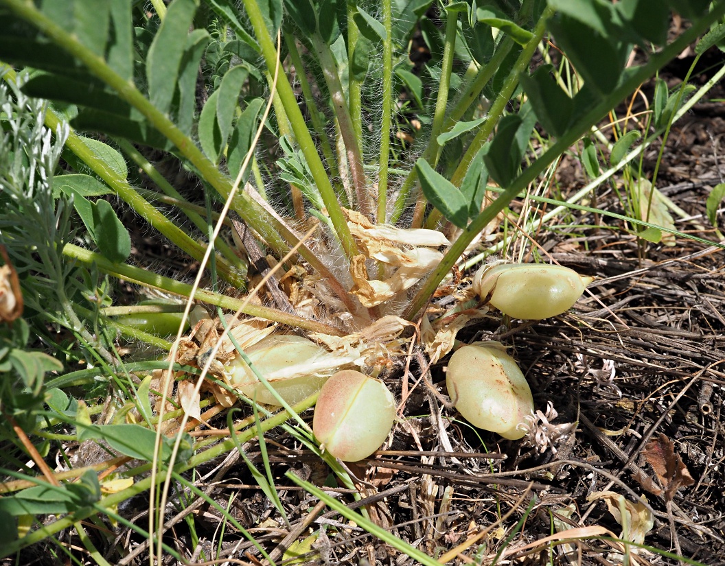 Image of Astragalus wolgensis specimen.