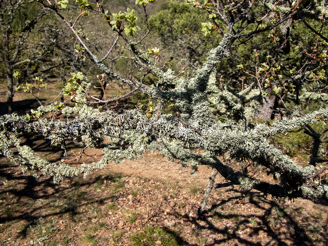 Изображение особи семейство Parmeliaceae.