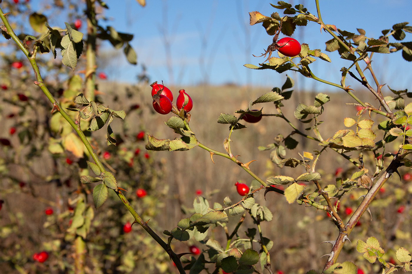 Изображение особи род Rosa.