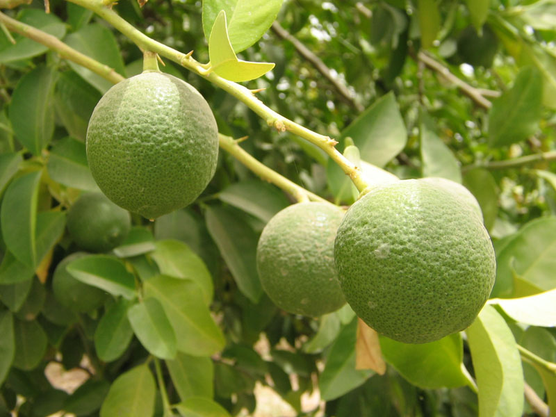 Image of Citrus sinensis specimen.