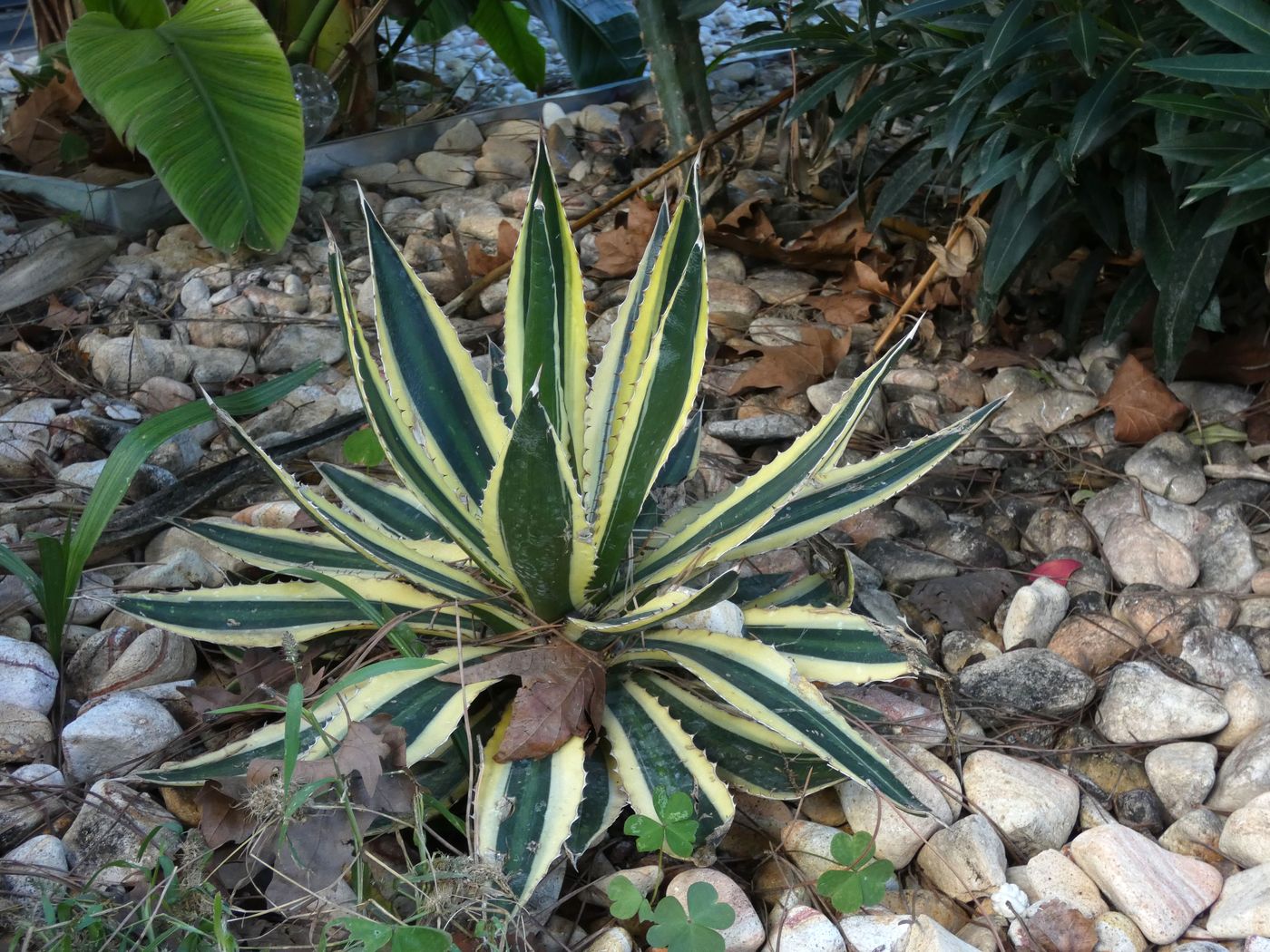 Изображение особи Agave americana var. marginata.