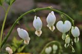 Dicentra spectabilis. Соцветие (белая форма). Белгородская обл., пос. Ракитное, ул. Сосновая, 2, в культуре. 8 июня 2022 г.