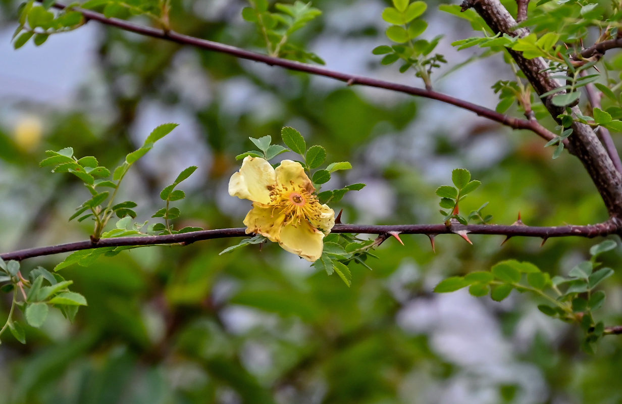 Изображение особи Rosa xanthina.