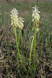 Muscari neglectum