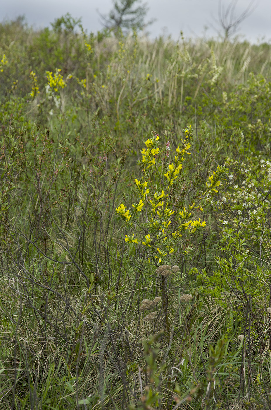 Изображение особи Chamaecytisus ruthenicus.