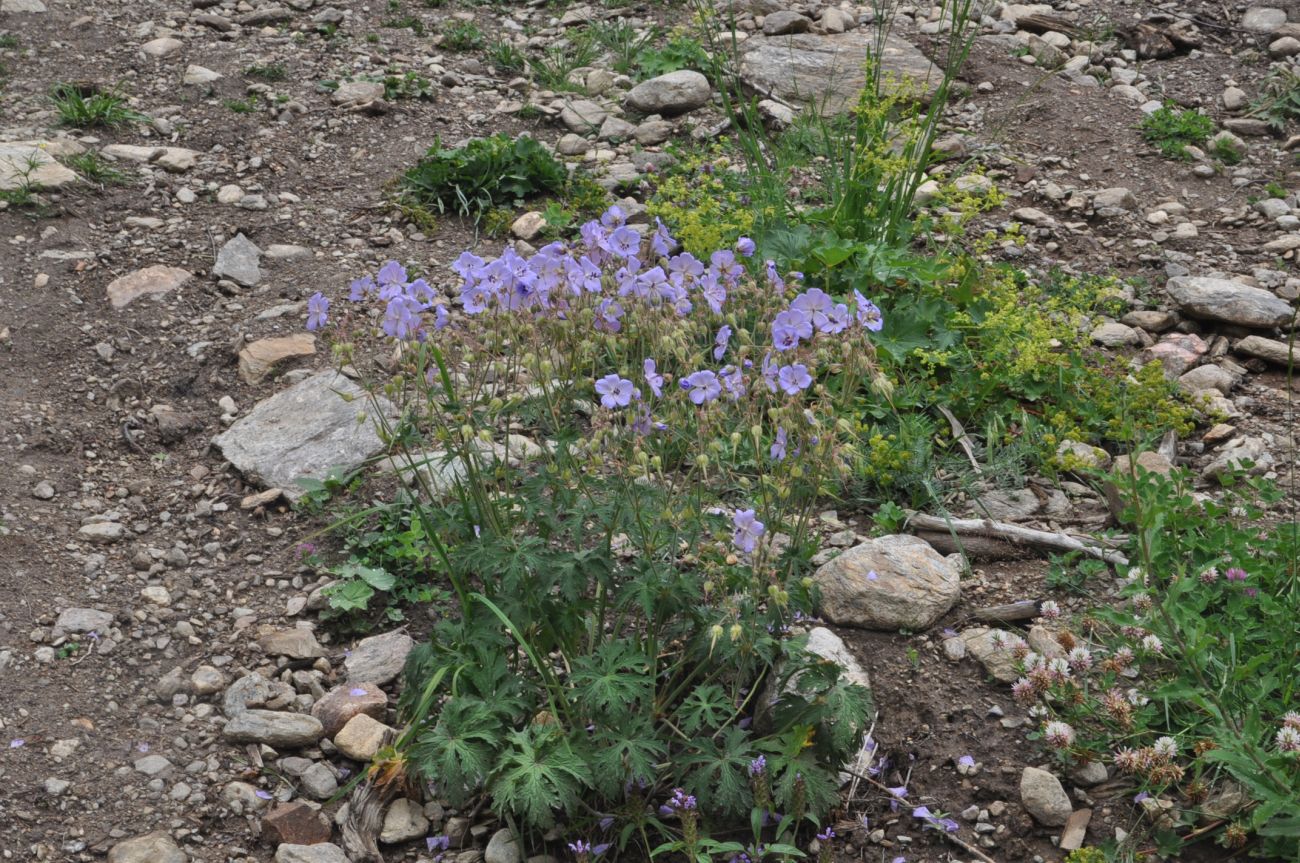 Изображение особи род Geranium.