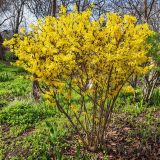 Forsythia × intermedia. Цветущее растение. Волгоград, ул. Городовикова. 12.04.2026.