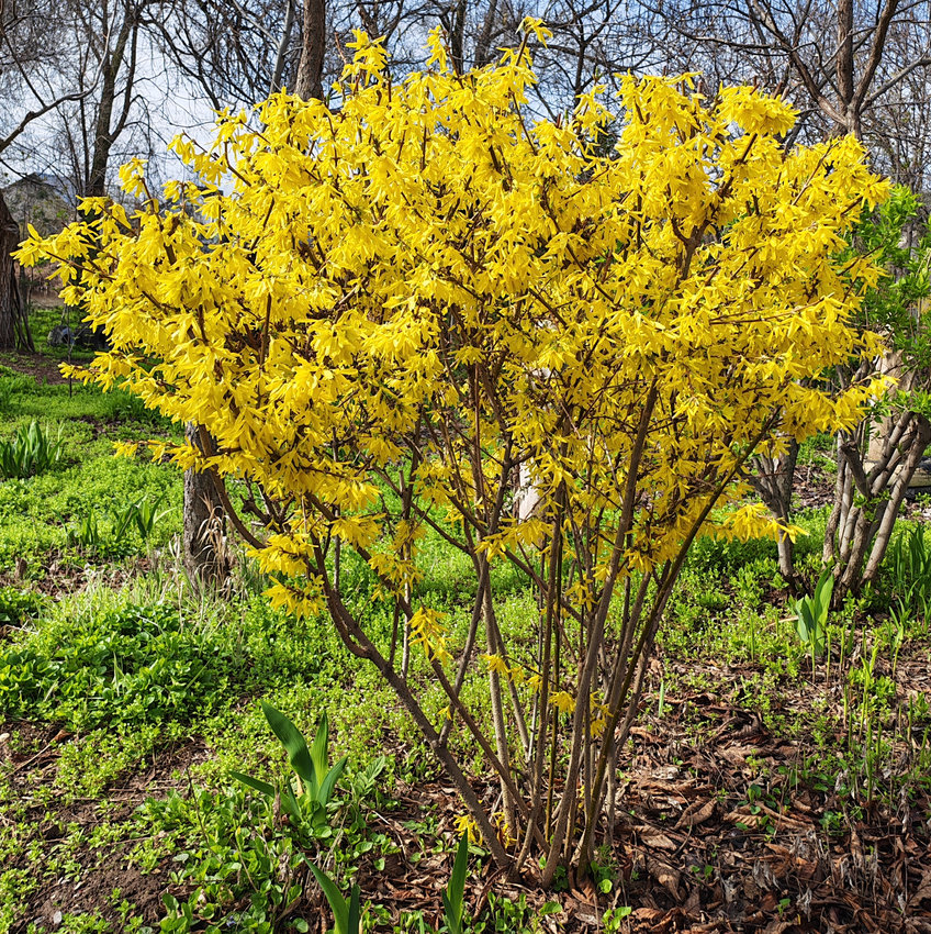 Image of Forsythia × intermedia specimen.