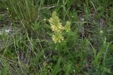 род Pedicularis