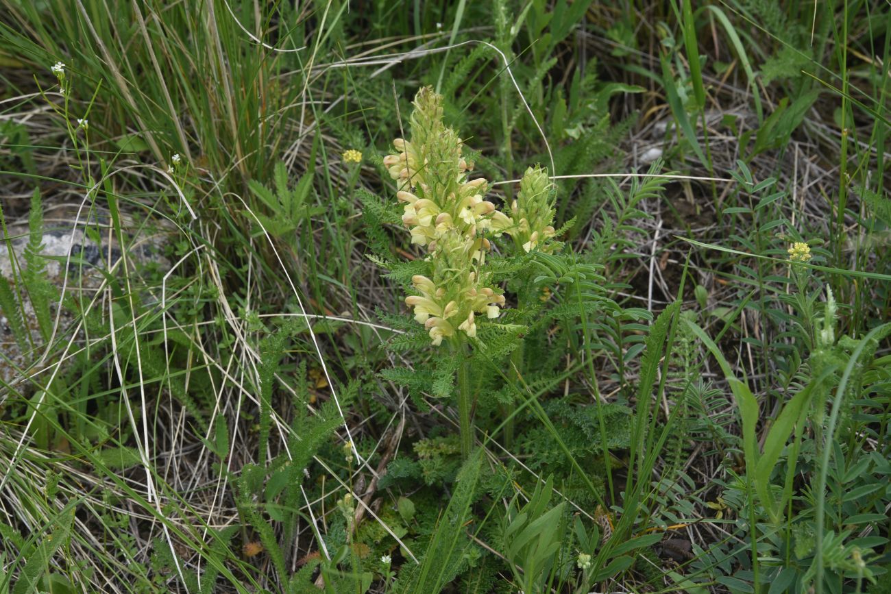 Изображение особи род Pedicularis.