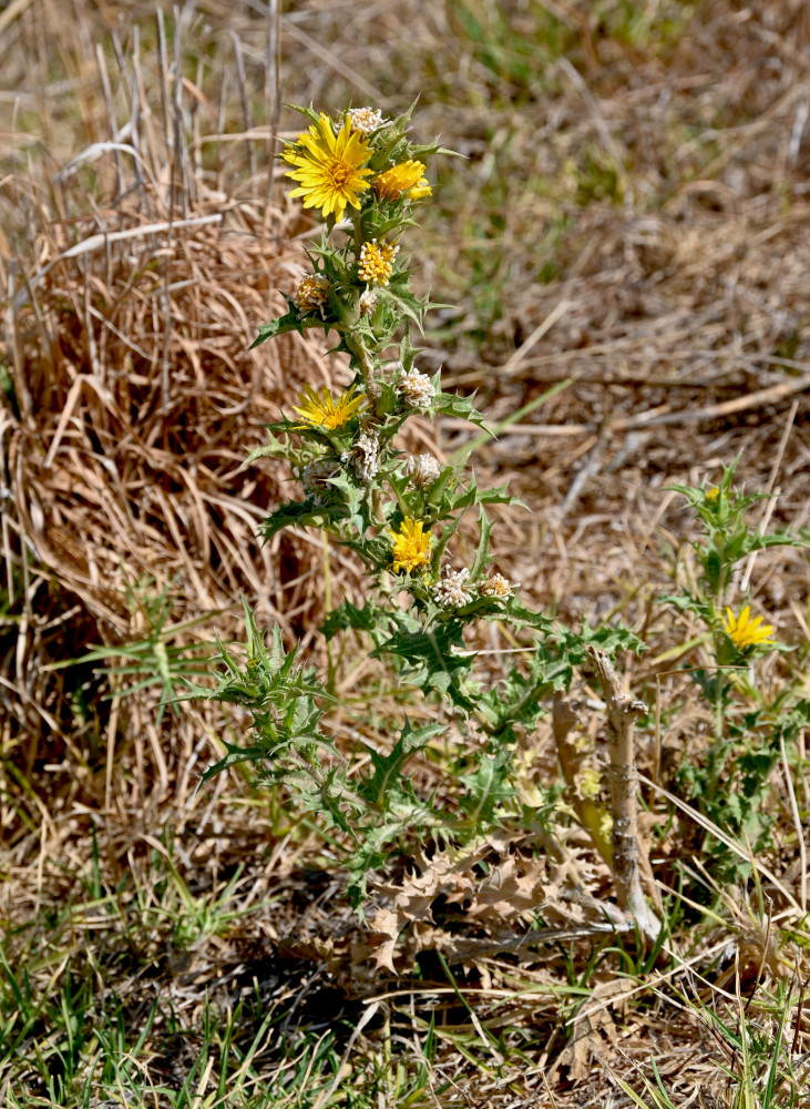 Изображение особи Scolymus hispanicus.