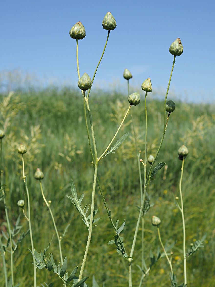 Image of Rhaponticoides ruthenica specimen.