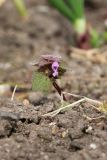 Lamium purpureum. Верхушка цветущего растения. Ленинградская обл., Ломоносовский р-н, дер. Дубки, дачный участок, на грядке. 09.05.2026.