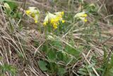 Primula macrocalyx