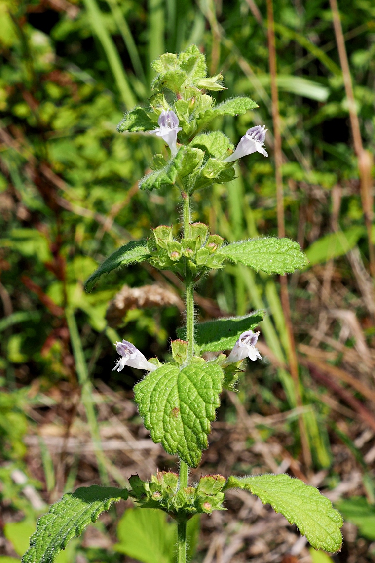 Image of Melissa officinalis specimen.