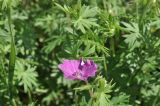 Geranium sanguineum. Цветок и листья. Крым, окр. г. Симферополь, поляна в дубовом редколесье. 22.05.2026.