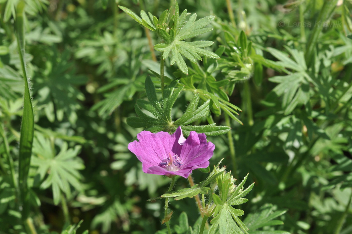 Image of Geranium sanguineum specimen.