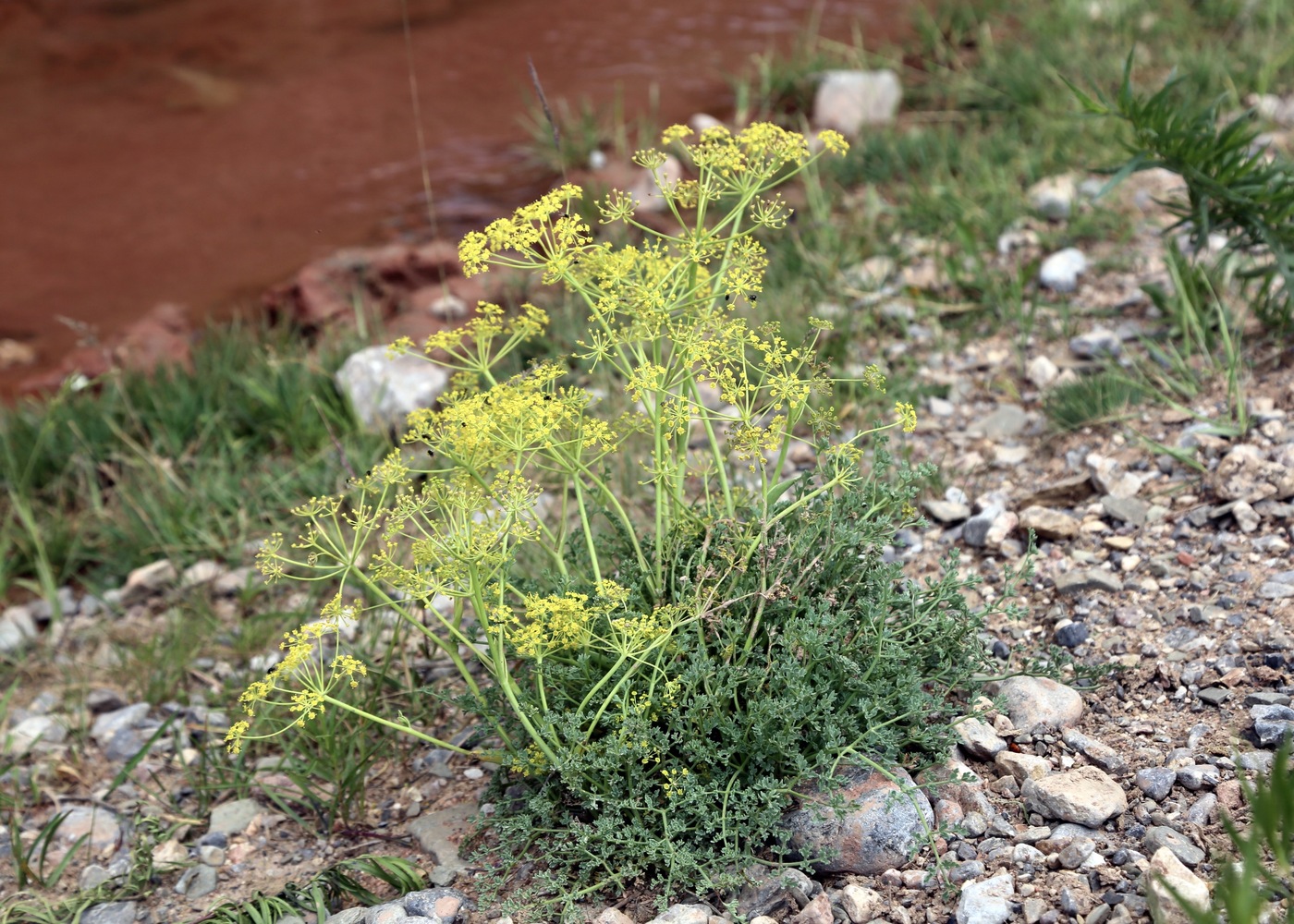 Image of Ferula transiliensis specimen.