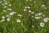 Symphyotrichum × salignum