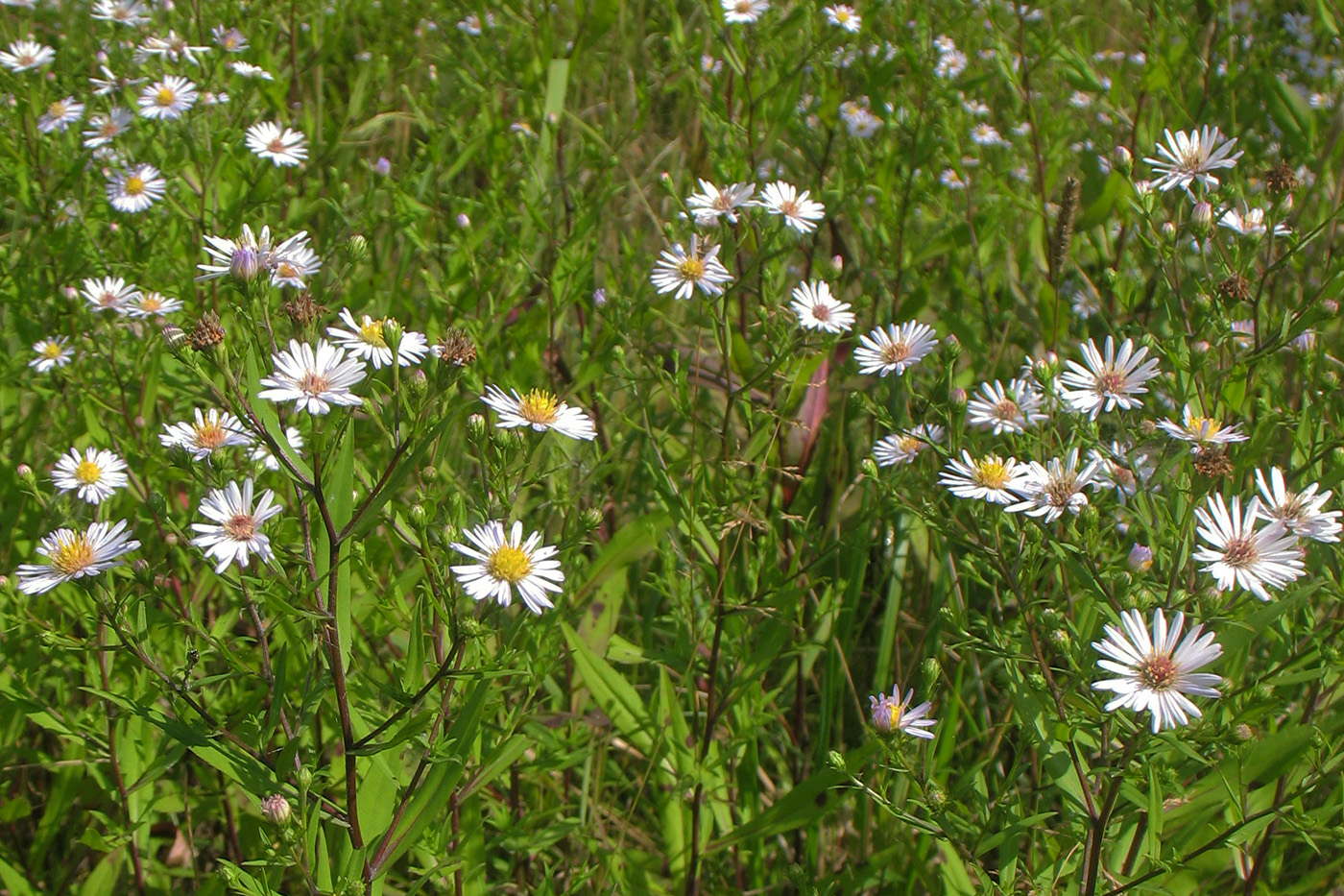 Изображение особи Symphyotrichum × salignum.