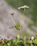 Tilingia ajanensis. Верхушка цветущего растения. Хабаровский край, р-н имени Лазо, массив горы Ко, гора Столовая, выс. ≈ 1920 м н.у.м., горная тундра. 02.08.2026.
