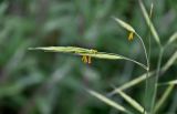 Bromus magnus