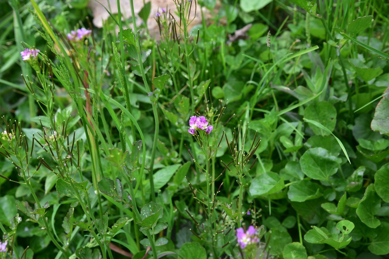 Image of genus Cardamine specimen.